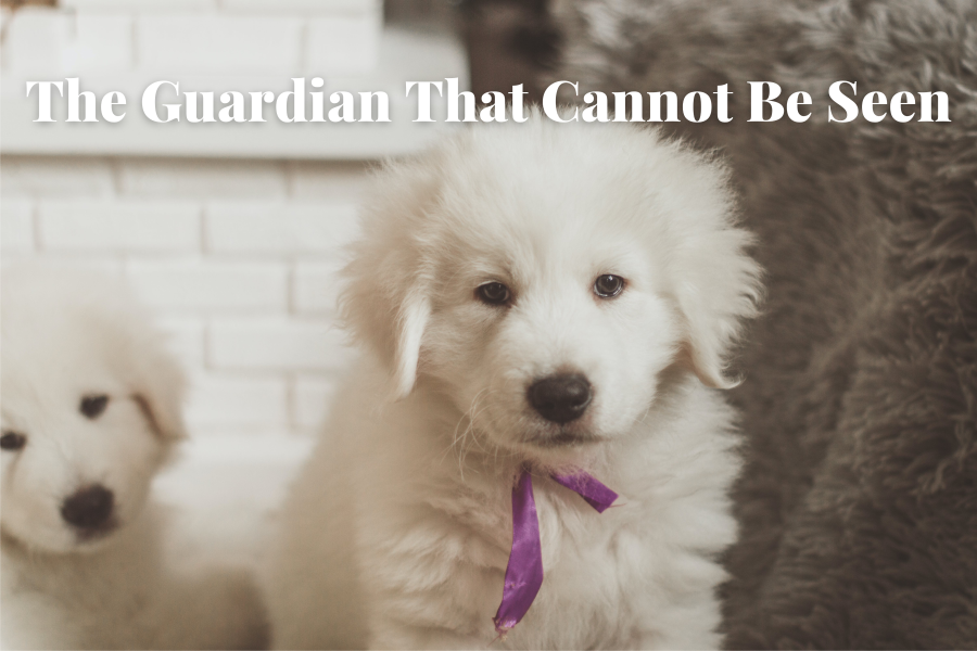 SpotOn Virtual Fence